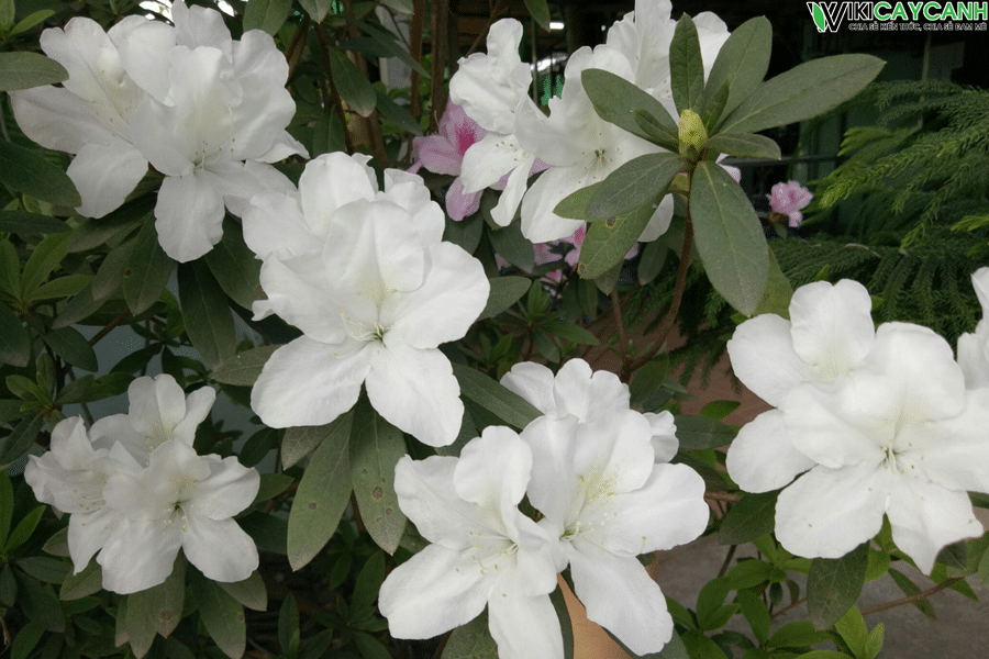 Hoa đỗ quyên trắng