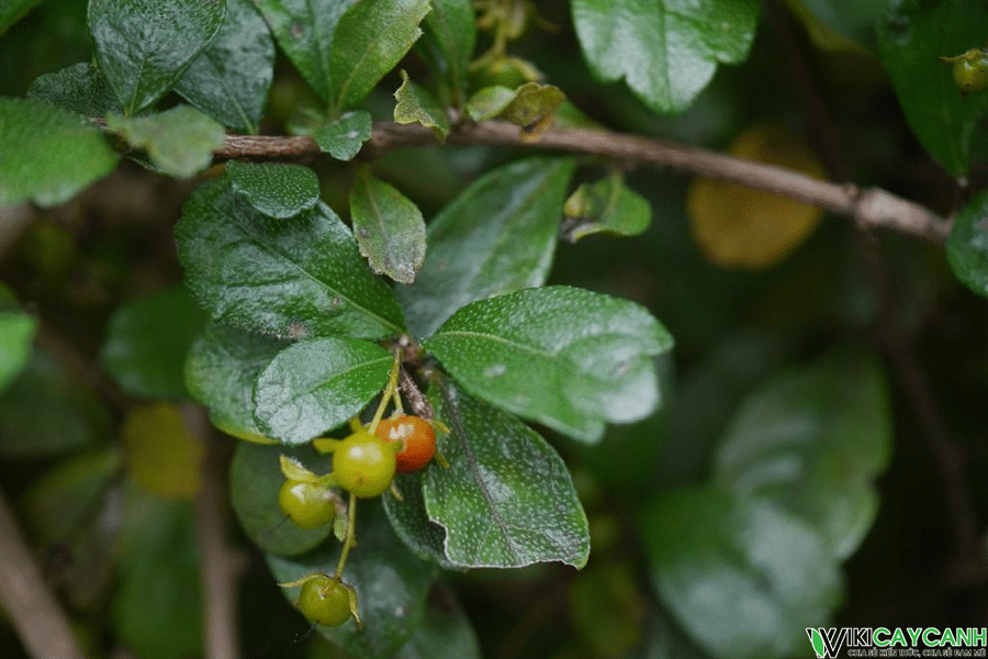 lá và trái cây trà phúc kiến