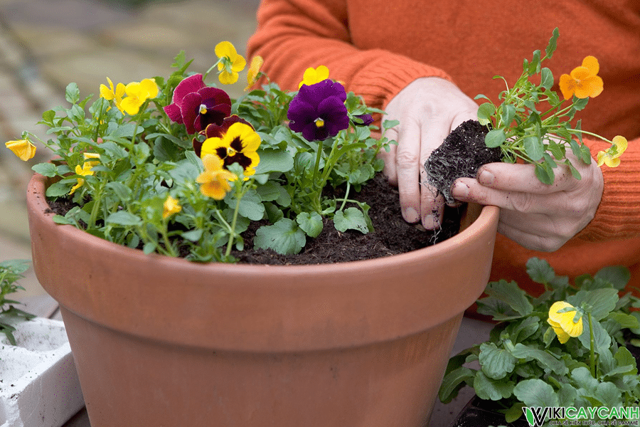 trồng hoa pansy tại nhà