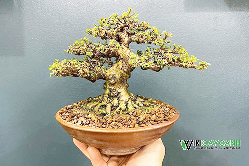 trồng bonsai bằng đất akadama