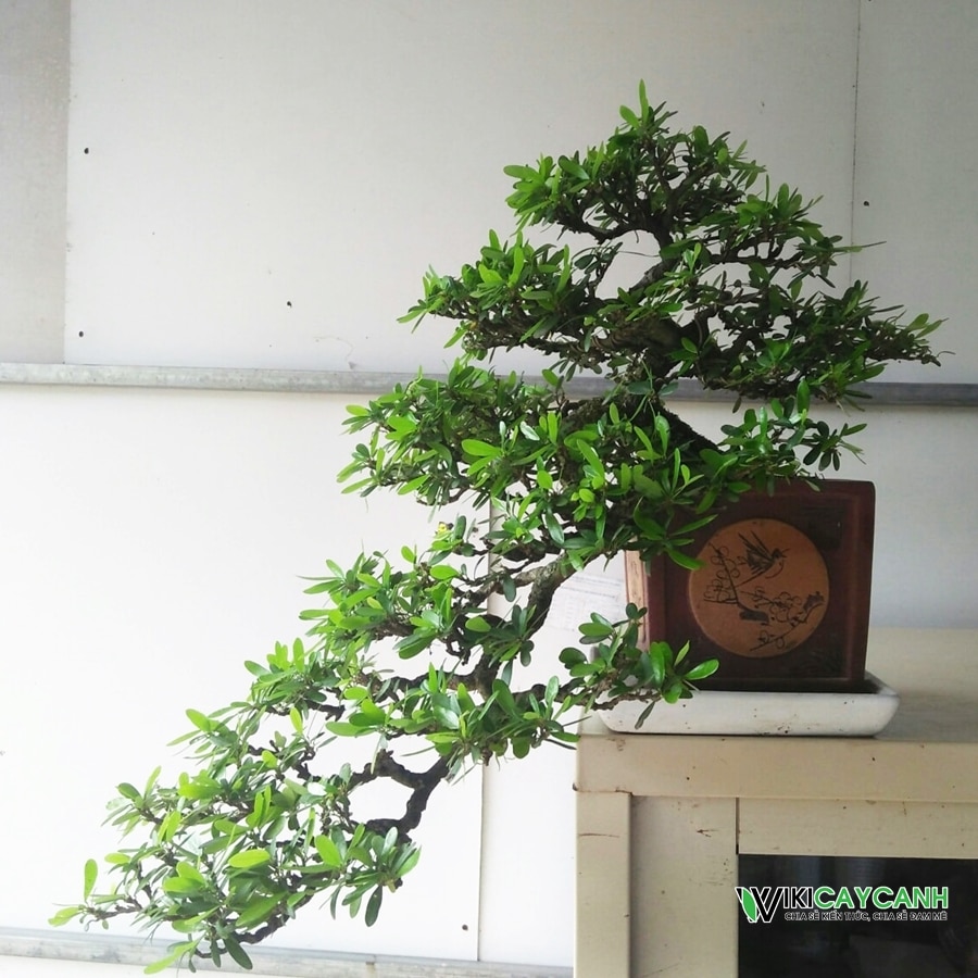Cây linh sam bonsai dáng huyền