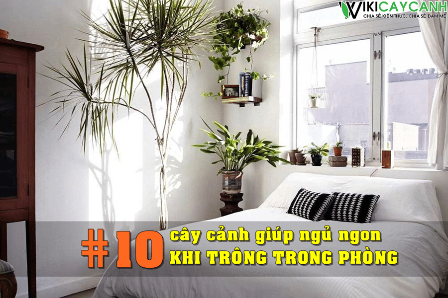 Top 10 loại cây cảnh giúp bạn ngủ ngon hơn khi trồng trong nhà