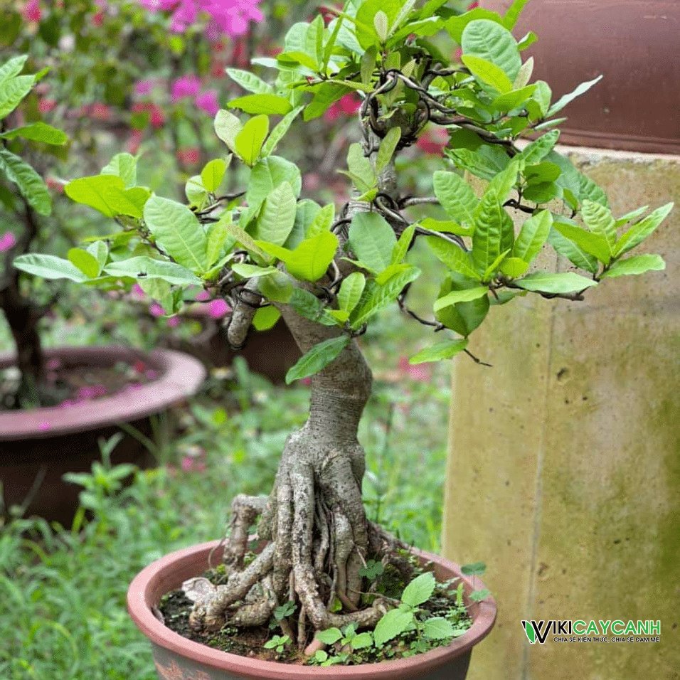 cây mai xanh thái bonsai