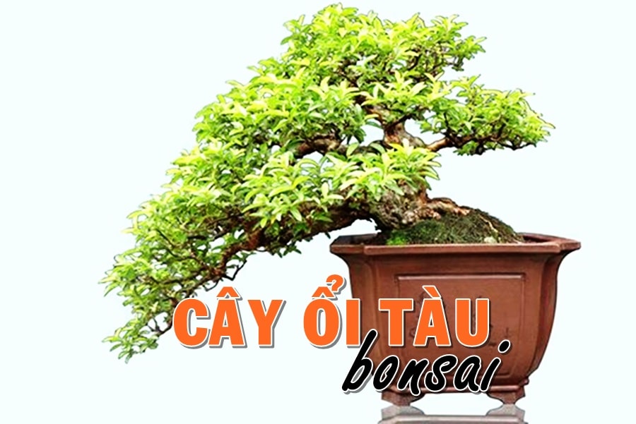Cách trồng cây ổi tàu lá rí làm Bonsai