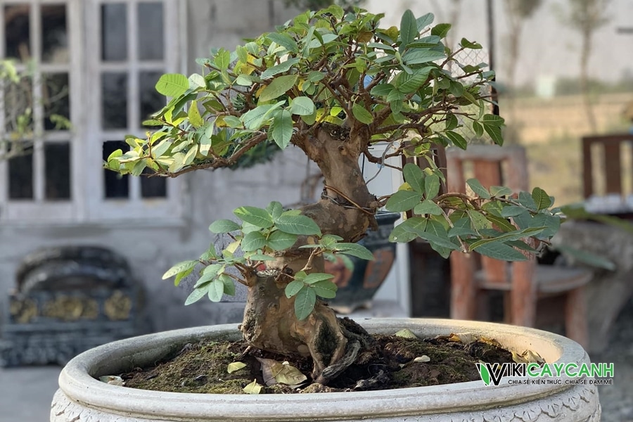 tạo dáng cây ổi tàu bonsai