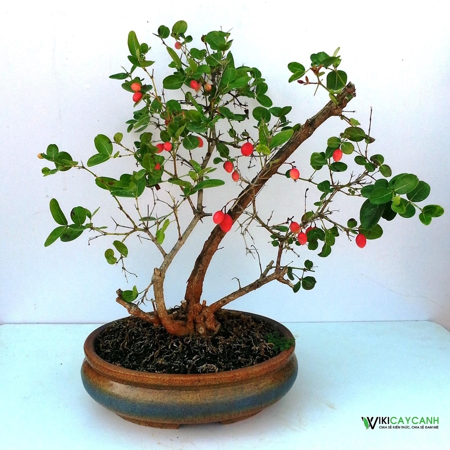 cây siro bonsai