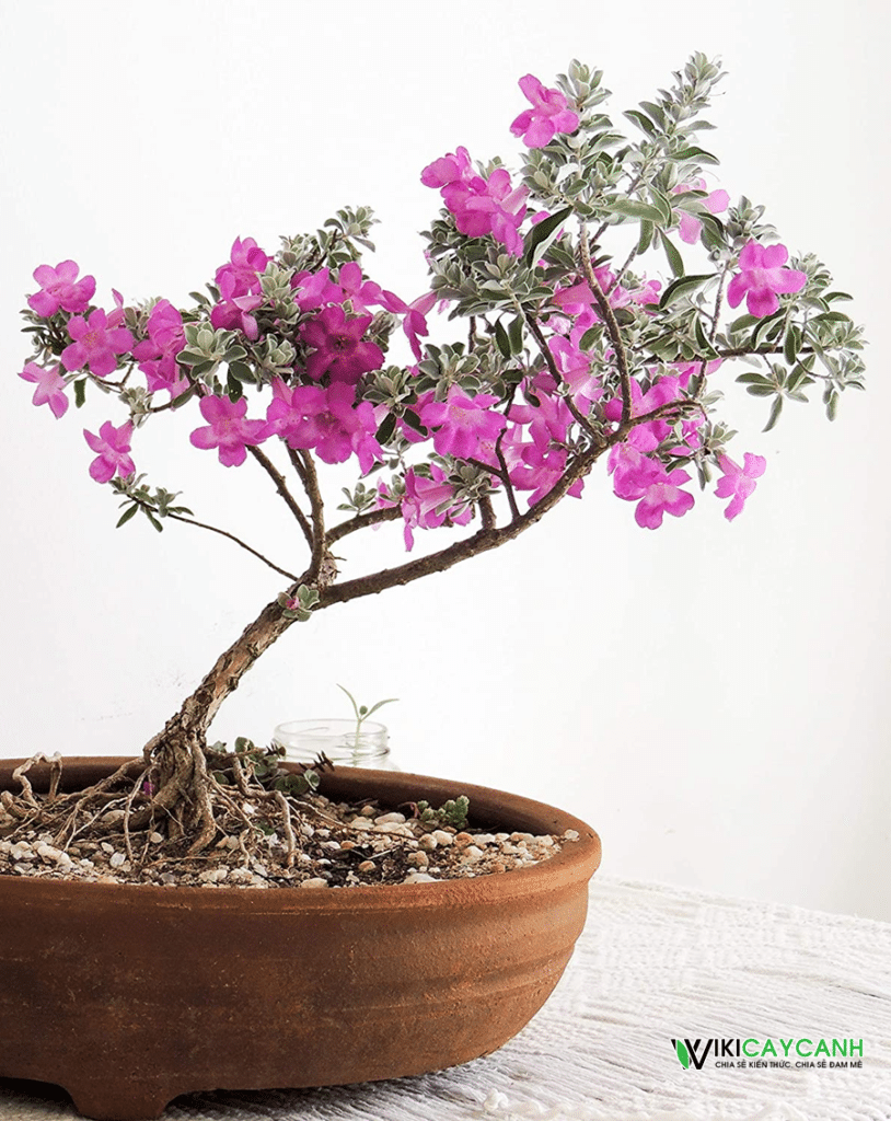 cây tuyết sơn phi hồng bonsai