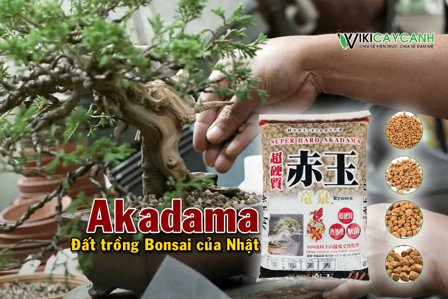 Đất trồng Bonsai Akadama và những đều cần biết