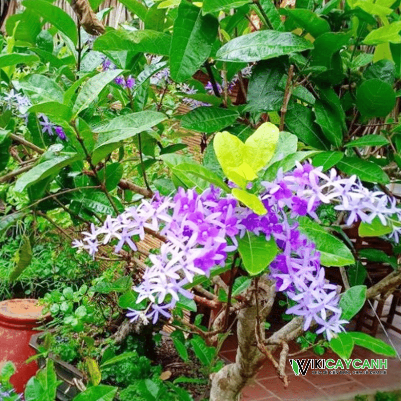 Hoa mai xanh Đà Lạt