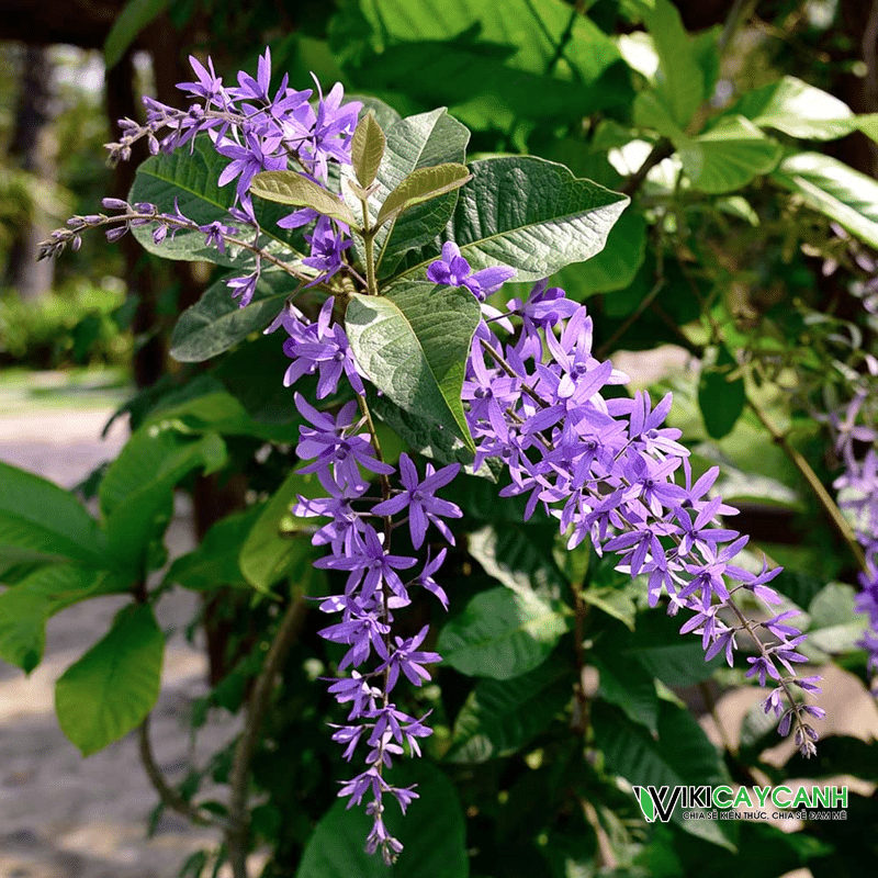 Hoa mai xanh Thái Lan