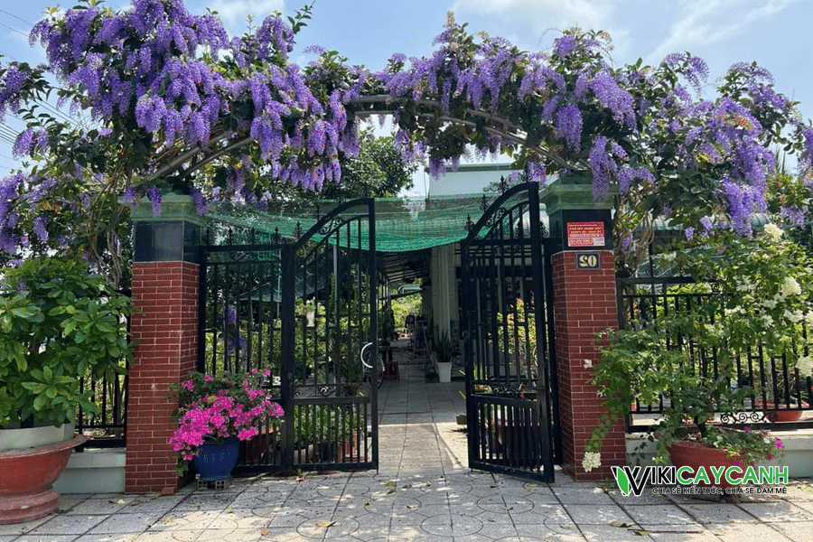 hoa mai xanh thái được trồng làm cổng nhà