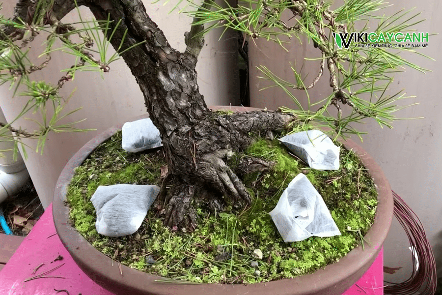 bón phân cho bonsai