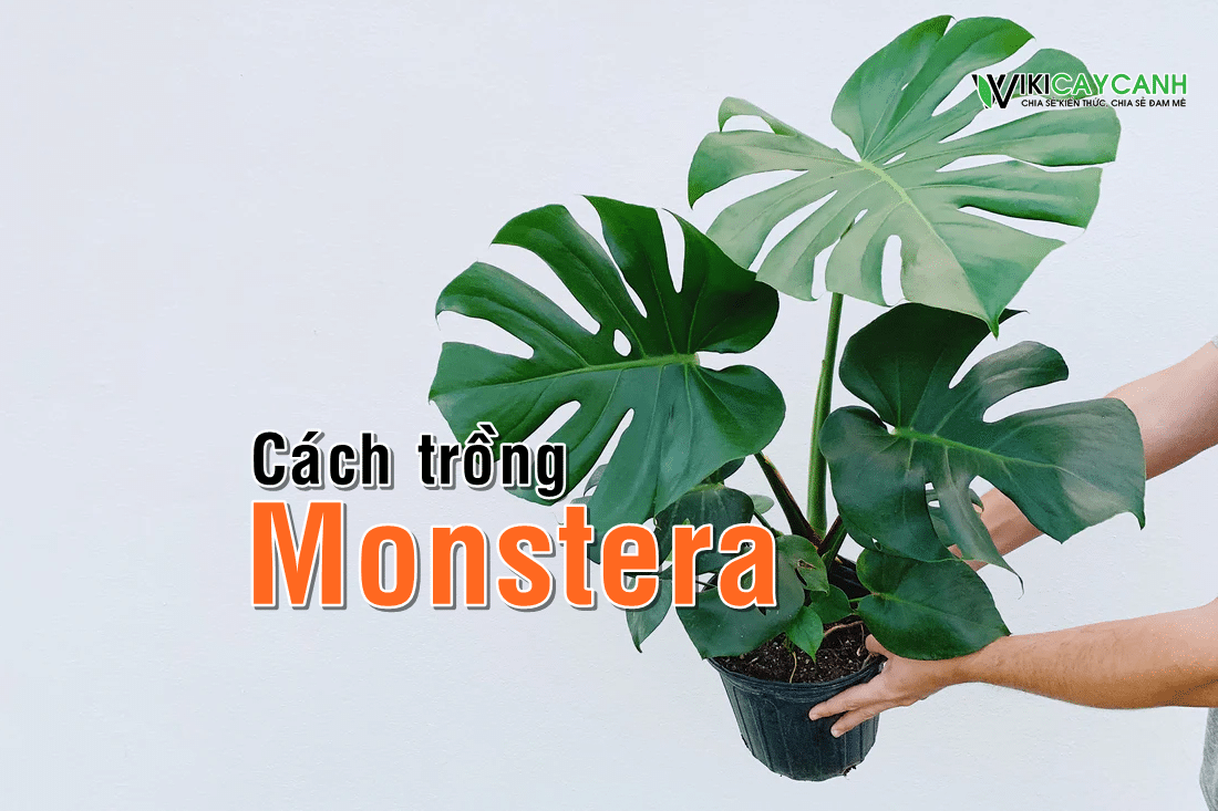 Cây Monstera: Ý nghĩa, Cách trồng và chăm sóc - Wiki Cây Cảnh