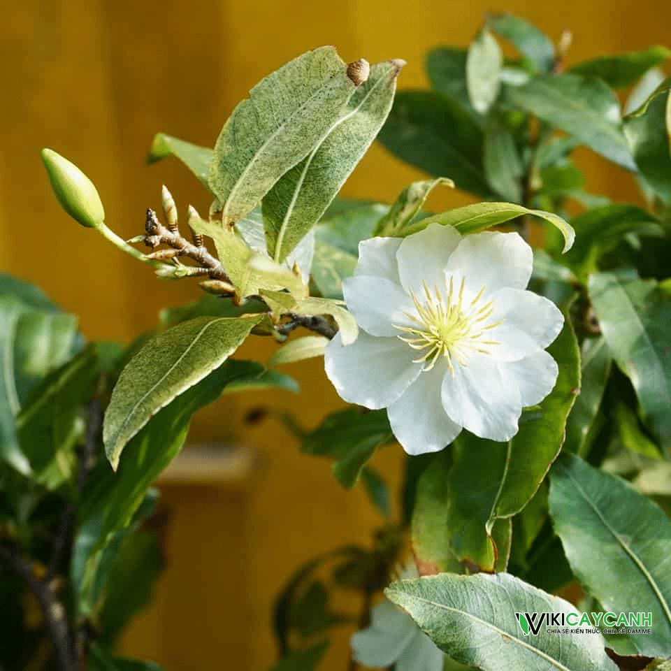 hoa và lá cây mai trắng