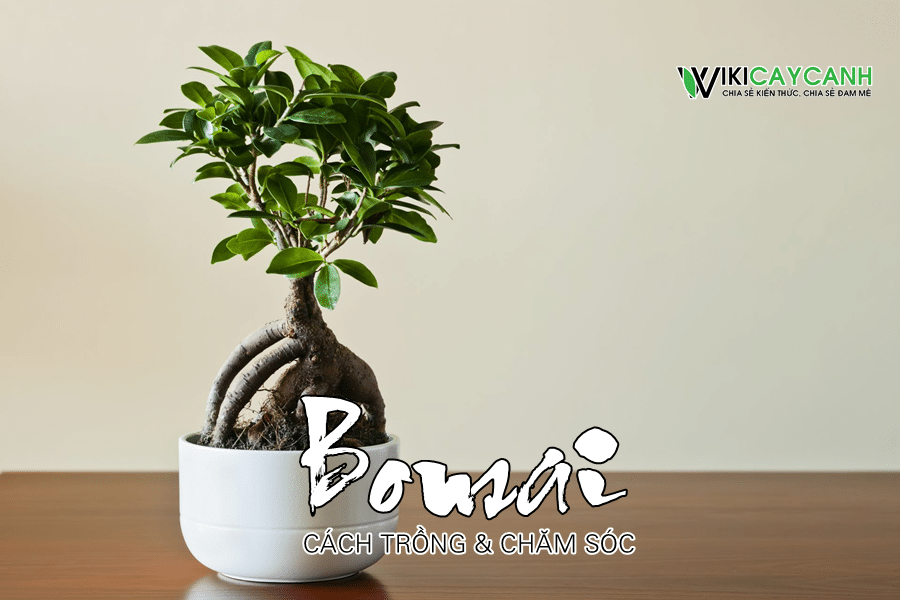 trồng bonsai tại nhà