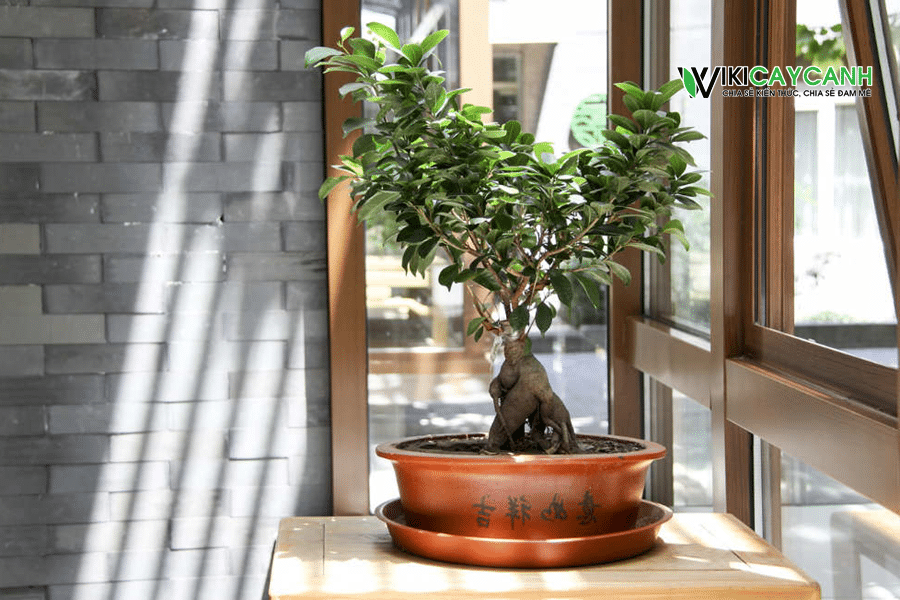 vị trí trồng bonsai trong nhà