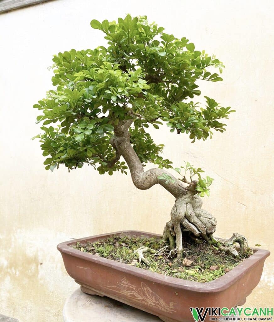 cây ngâu bonsai
