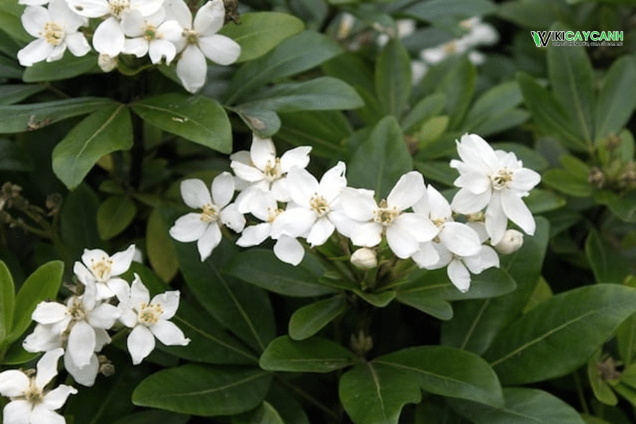 cây thụy hương hoa trắng