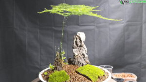 cây kim thủy tùng bonsai