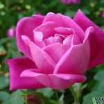 cây hoa hồng trung quốc