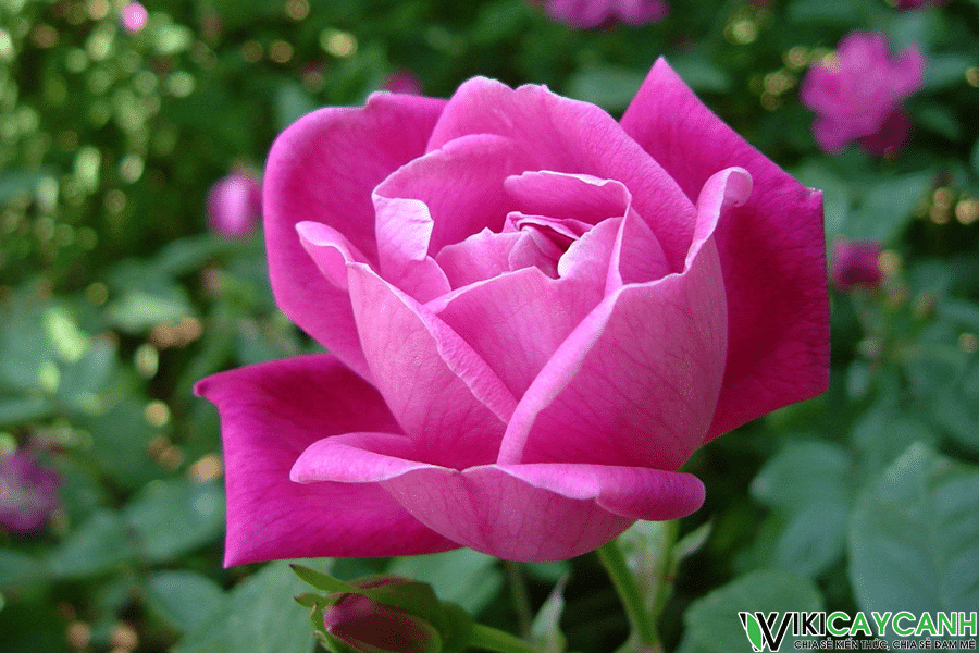 cây hoa hồng trung quốc