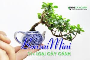 bonsai mini