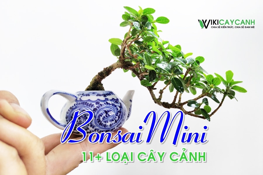 11+ loại cây cảnh phù hợp để trồng Bonsai Mini tuyệt đẹp
