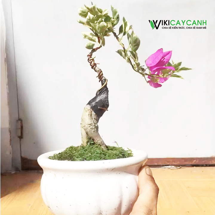 cây hoa giấy bonsai mini