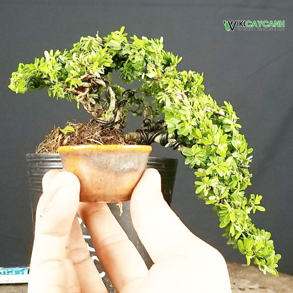 cây linh sam bonsai mini