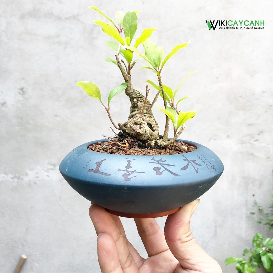 cây lộc vừng bonsai mini