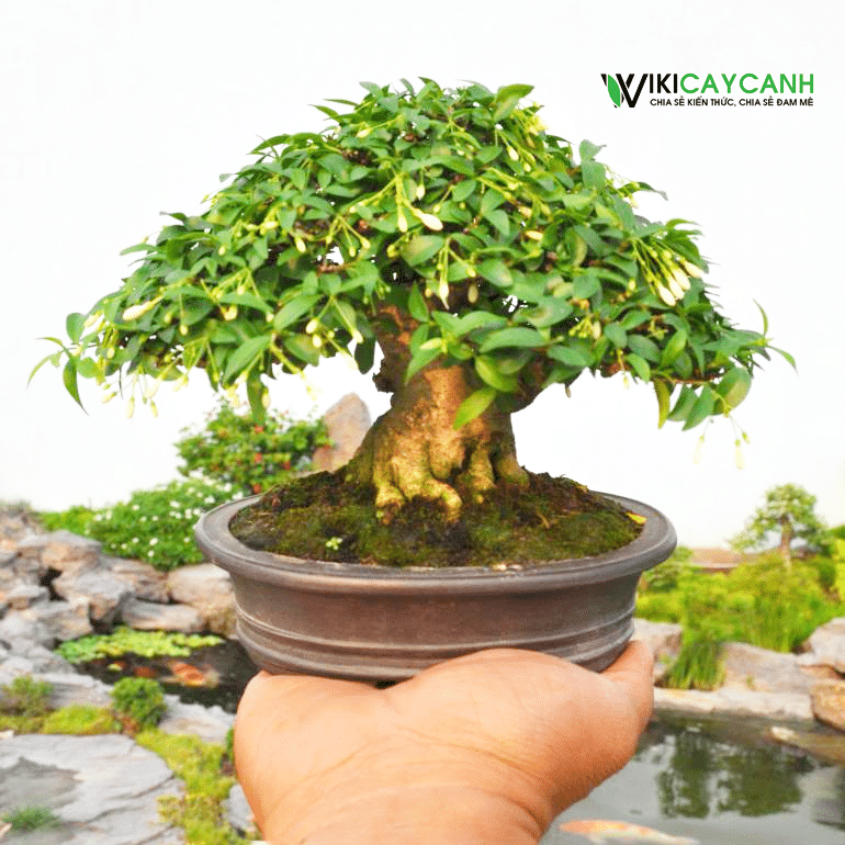 cay mai chiếu thủy bonsai mini