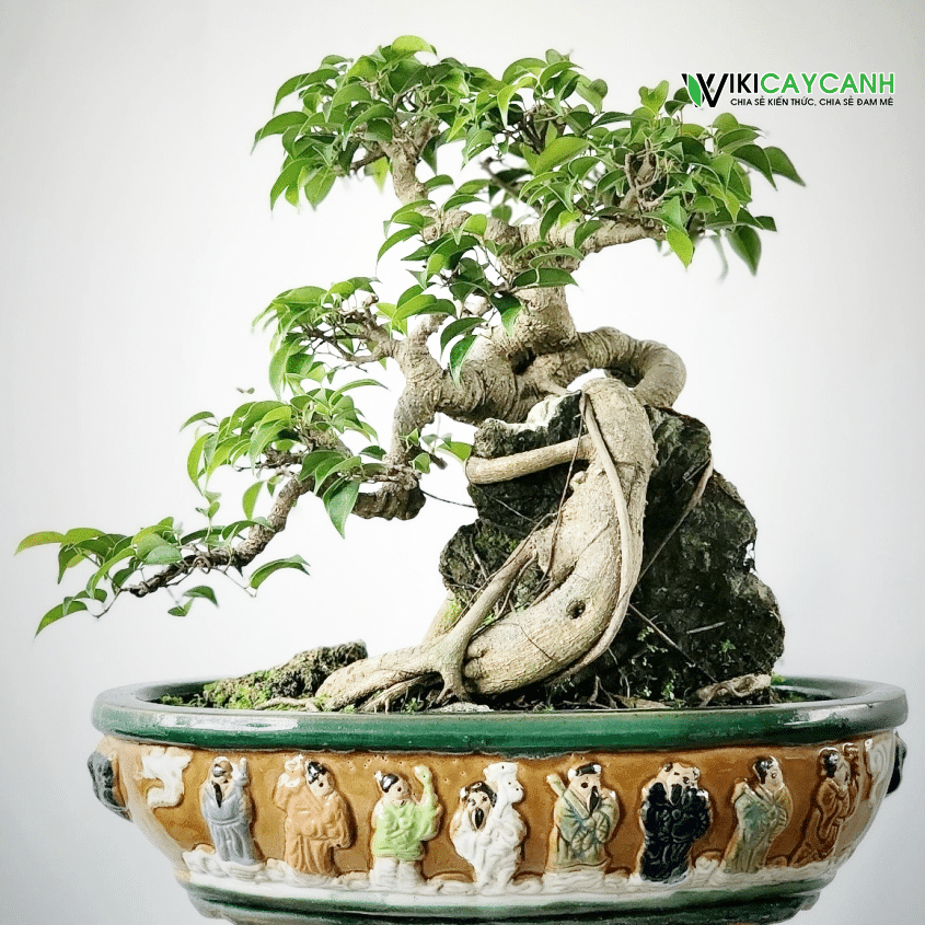 cây sinh bonsai