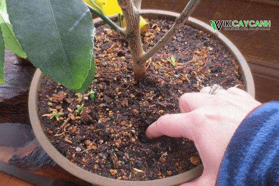 kiểm tra độ ẩm của đất bằng ngón tay để xem cây có thiếu nước không