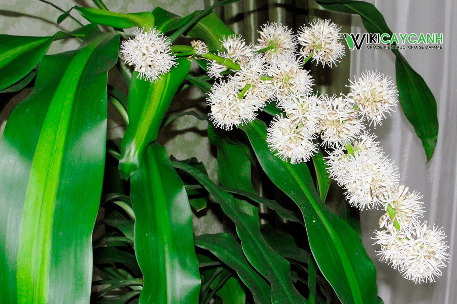 hoa cây thiết mộc lan