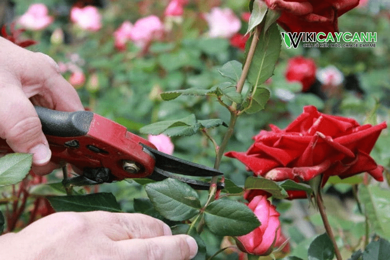 chăm sóc vườn hoa hồng