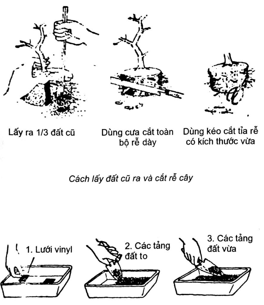 xử lý cây bonsai trước khi trồng