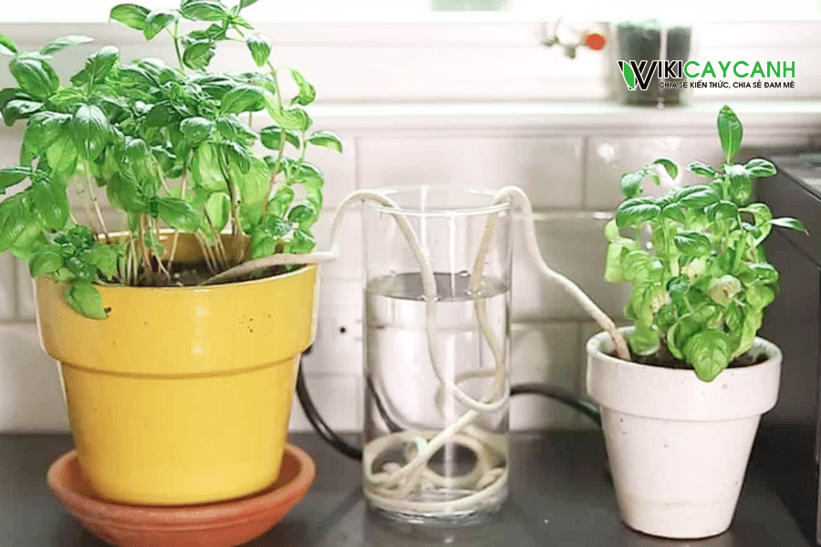 tưới nước cho chậu bonsai khi vắng nhà