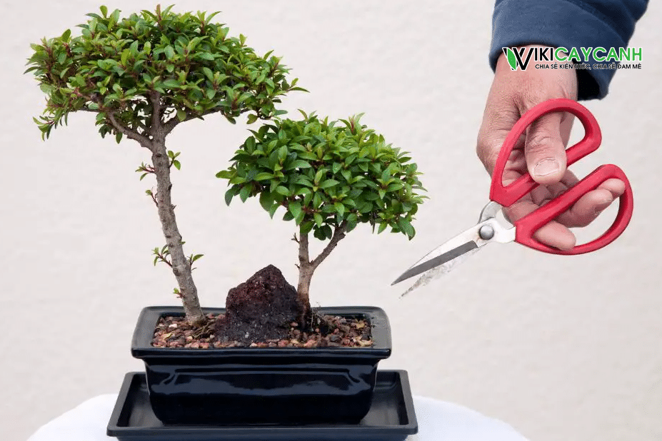 cắt tỉa cành đúng cách cho bonsai