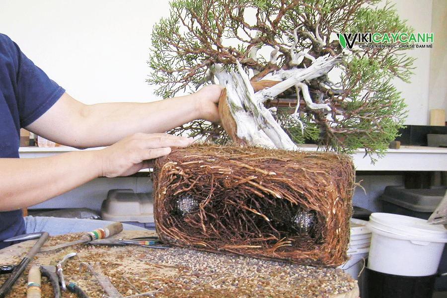 dấu hiệu của cây bonsai cần sang chậu