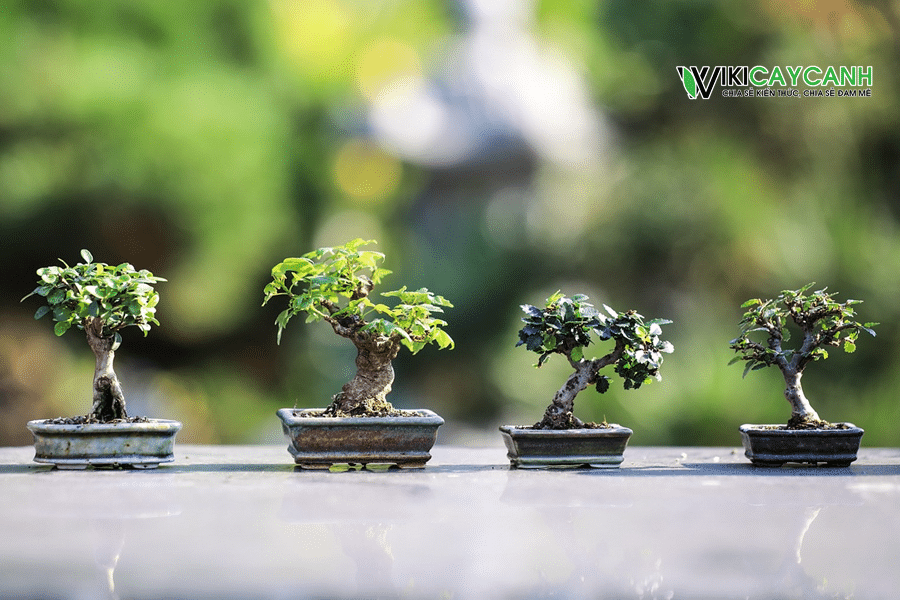 các loại cây bonsai cho người mới bắt đầu