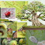 côn trùng gây hại bonsai cây cảnh