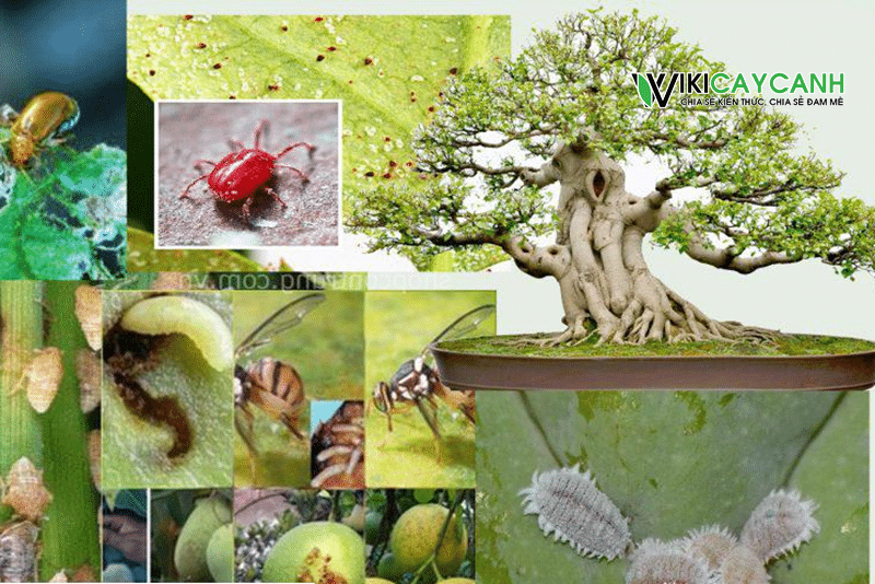 #11 loại côn trùng gây hại trên cây cảnh / Bonsai và cách phòng trừ