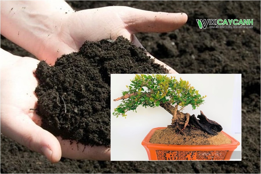 đất trồng bonsai