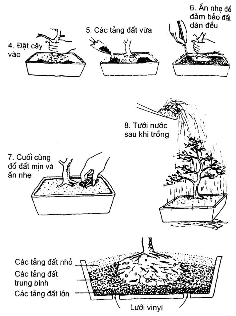 các bước trồng cây bonsai vô chậu