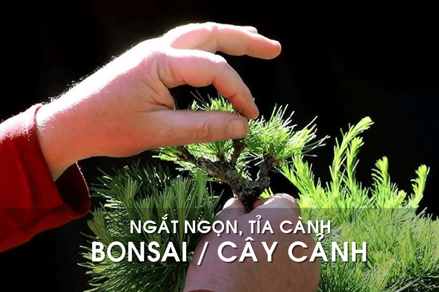 ngắt ngọn tỉa cành bonsai cây cảnh