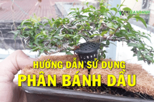 hướng dẫn sử dụng phân bánh dầu trồng bonsai