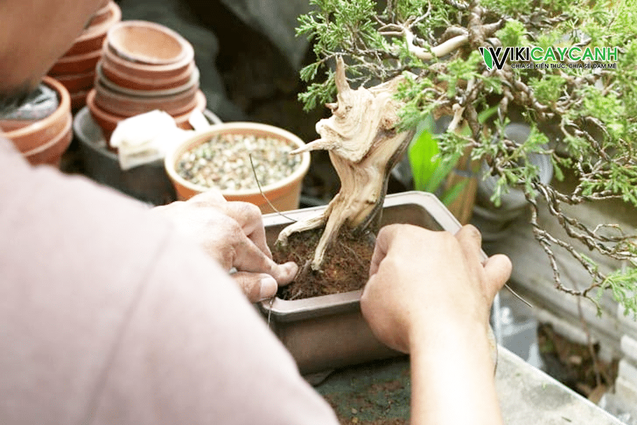 trồng bonsai vào chậu