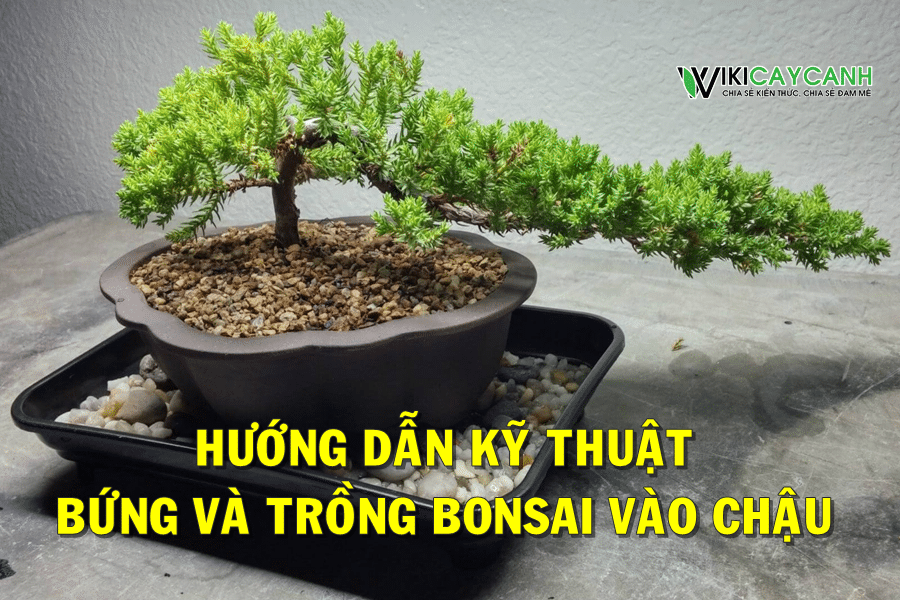 cách trồng bonsai vào chậu