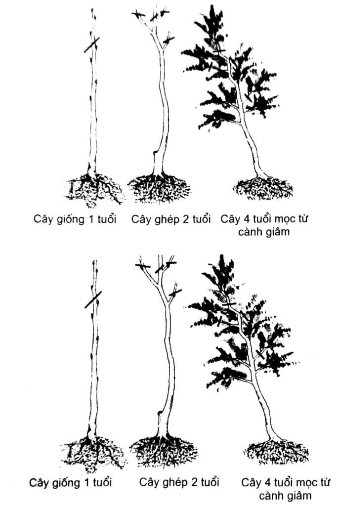 cách xử lí cây bonsai khi mới bứng về