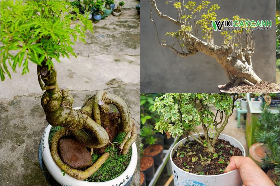 Cách trồng và chăm sóc cây đinh lăng làm Bonsai tại nhà